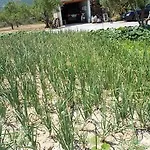 Anthoula