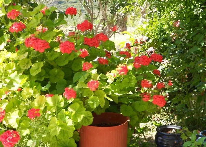 Anthoula 2* Kéfalos