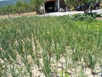 Anthoula