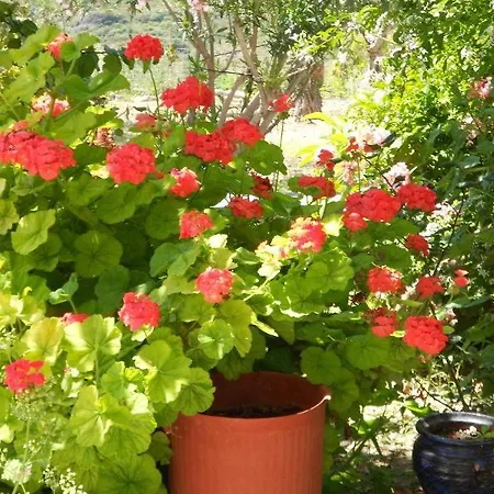 Anthoula 2* Kefalos (Kos)